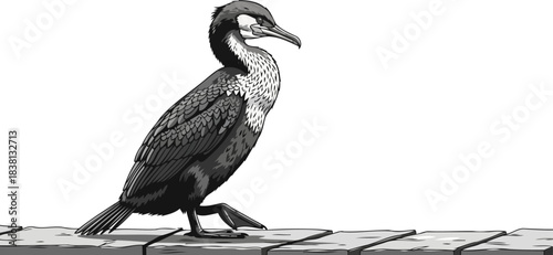 dark waters soul a resolute aquatic voyager on the stone path, isolated on transparent background