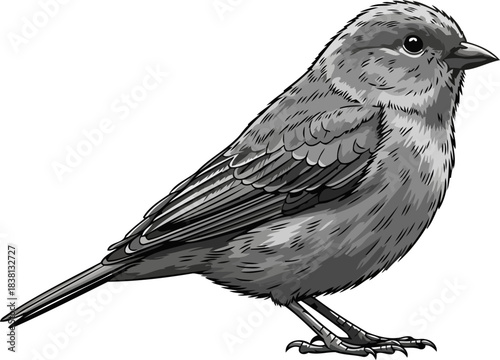 feathered essence artful monochromatic portrait of natures simple beauty, isolated on transparent background