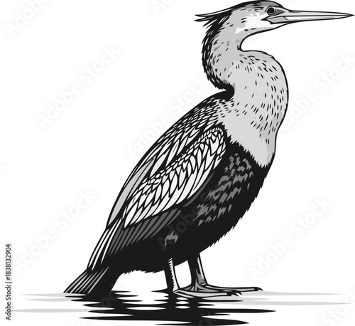 monochrome majesty a darters iconic silhouette on reflective waters, isolated on transparent background