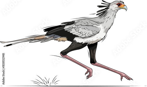 savannas quillcrested hunter majestic strides of an african ground predator, isolated on transparent background