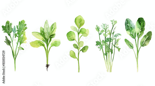 Vegetable Seedlings Growth, Green Plants, Fresh Garden, Illustration, White Background, Aesthetic View, Nature Concept