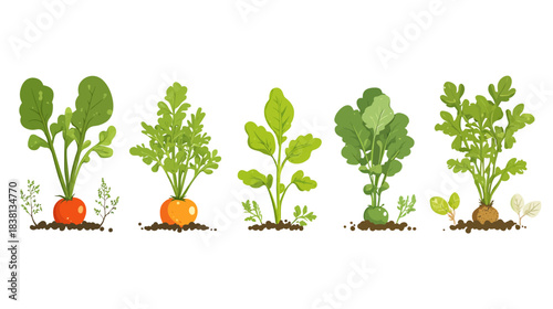 Vegetable Seedling Growth Icons, Illustrative Design, White Background, Nature Concept