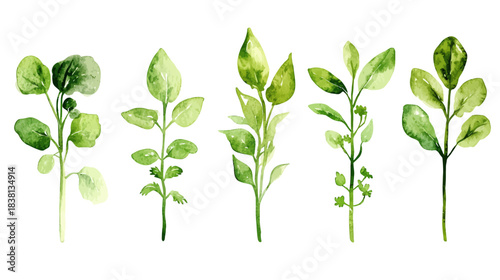 Illustrative Vegetable Sprouts in Nature, Vector Art Perspective on White Background