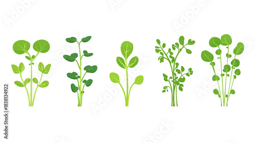 Illustration of Various Green Plants in Different Stages of Growth on White Background