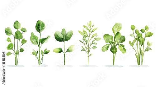Nature, Vegetables, Sprouts, Stickers, Handmade, White Background, Illustrations
