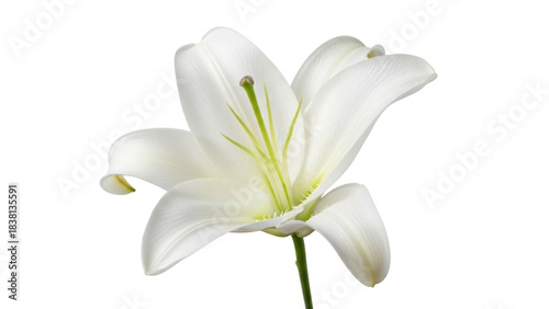 Isolated close-up of a beautiful white lily blossom on its stem, with petals unfurling