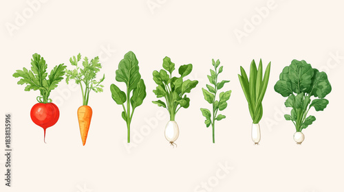 Fresh Sprouting Vegetables in Minimalist Style, White Background, Illustration, Natural Environment, Close-Up View, Healthy Eating Concept