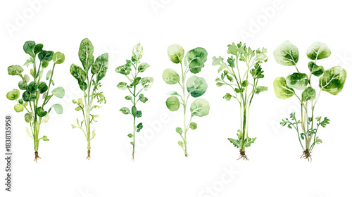 Minimalist Vegetable Icons, Green Sprouts, White Background, Illustration, Nature, Top View, Freshness Concept