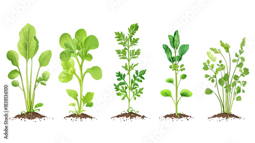 Geometric Arrangement of Fresh Green Plants