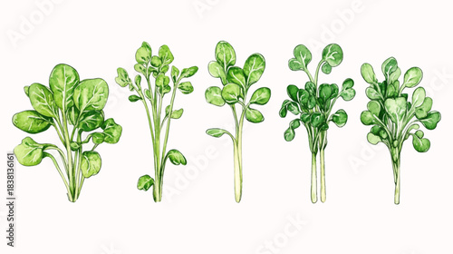 Fresh Vegetable Sprouts Collection, Botanical Art, White Background, Illustration, Vibrant Greens