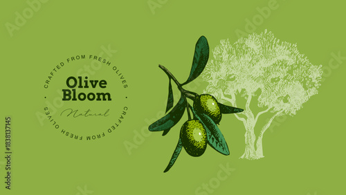 Vintage sketch olive oil banner. Extra virgin, farm product, Mediterranean cuisine, cosmetic, organic farm, packaging label, bottle sticker, menu header. Engraved hand drawn vector illustration.