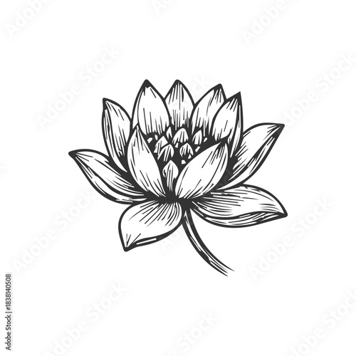 Simple doodle lotus flower sketch, engraved floral water lilly illustration.