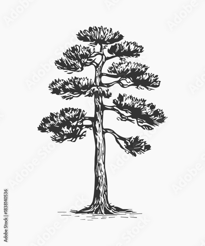 Doodle pine tree, fir tree icon sketch drawing, engraved illustration.