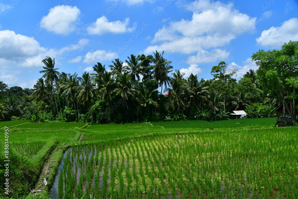 Obraz premium インドネシアバリ島 ウブドの風景