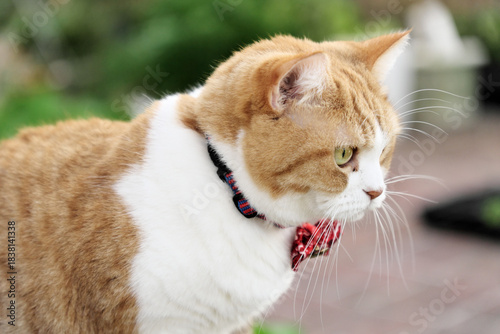 Принти на полотні 緑の自然を背景にしたマンチカンの猫の美しい横顔のクローズアップ、赤い蝶ネクタイが似合う茶白の猫のポートレート素材