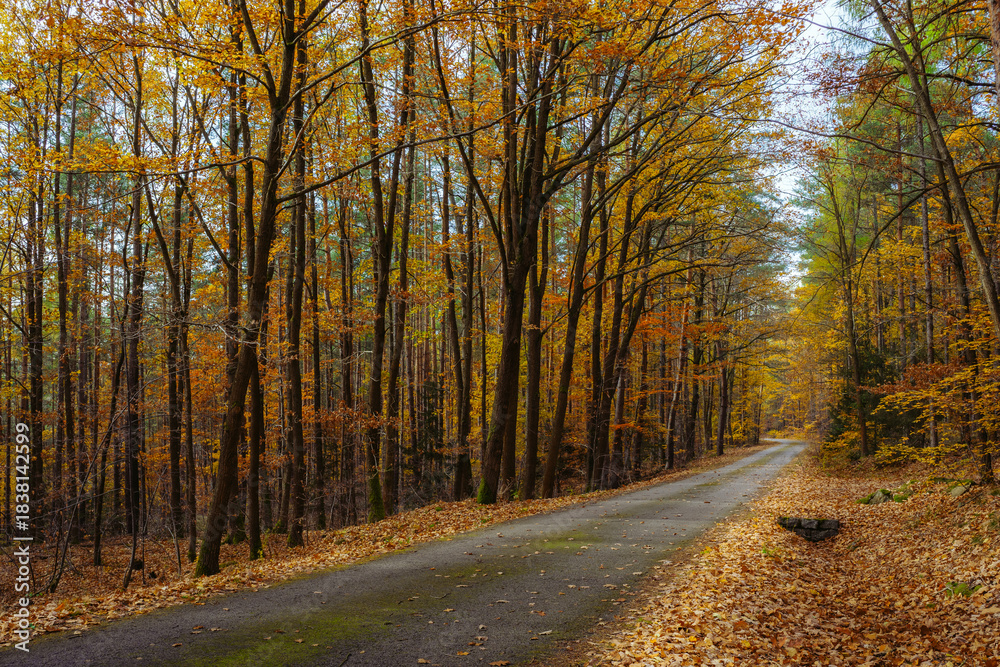 Obraz premium Forest Path Covered with Fallen Leaves in Natural Light