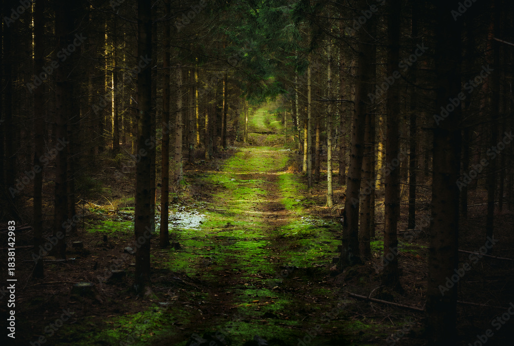 Fototapeta premium Forest Path Covered with Fallen Leaves in Natural Light