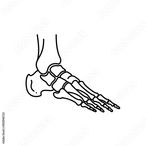 X Ray Style Human Foot Skeleton Anatomical Drawing Line Art Orthopedic Visualization