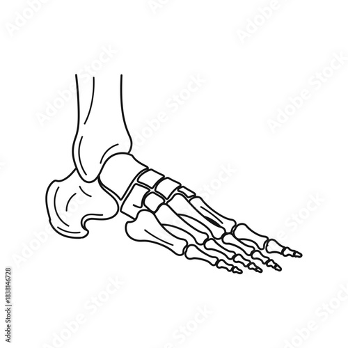 Clear Human Foot Skeleton Line Art Black and White Medical Diagram Podiatry