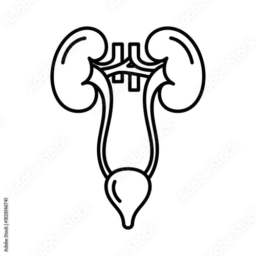 Detailed Human Kidneys Urinary System Diagram Ureters Bladder Black Line Outline Medical
