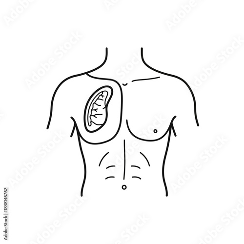 Outline of Human Torso With Internal Organ Sketch Illustration Medical Anatomy Education