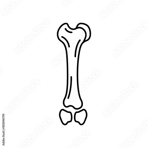 Clear Pelvic Bone Structure Skeletal Anatomy Drawing Medical Illustration Black and White