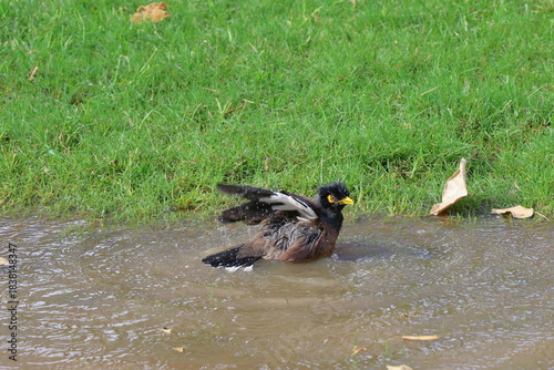 An Indian Myna taking a bath in a puddle of water