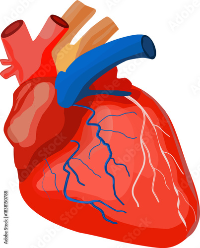 Detailed anatomical illustration of the human heart, showing the main chambers, arteries, and veins.