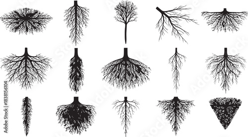 Collection of detailed botanical root system illustrations in a vintage engraving style