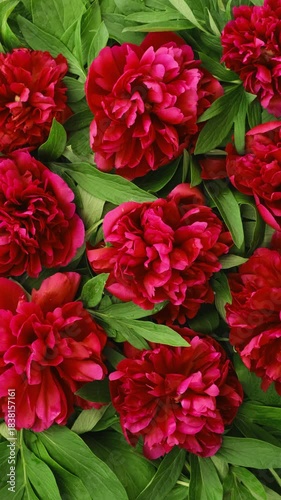 Peony Flowers Floral Background. Rotating Floral Background with Dark Cherry and Pink Peonies – Perfect for Celebrations and Invitations Vertical Video