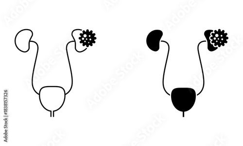 urinary system icon with kidney cancer tumor and bladder anatomy icon vector