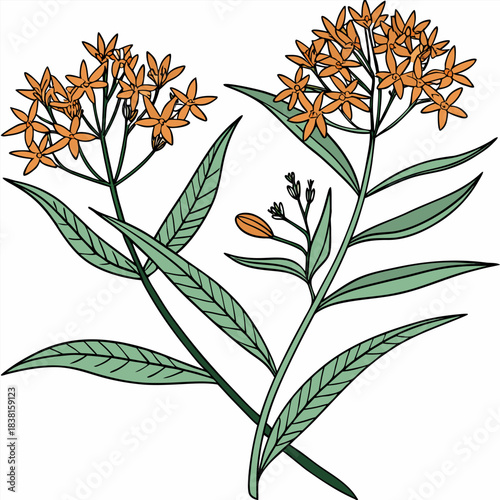 butterfly weed vector