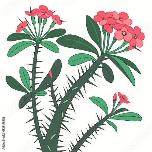 Bild auf Leinwand euphorbia milii pink on white background