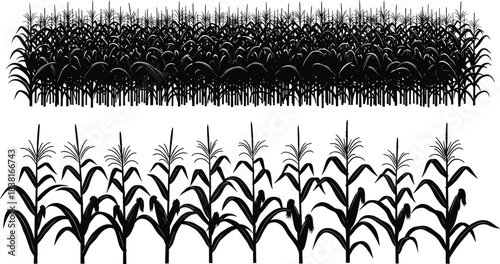 Black Corn Stalks Vector Silhouette, Detailed Maize Field Rows and Individual Plants Isolated on White Background, Cereal Crop Agriculture Farming Harvest Design Element
