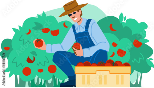 Farmer harvesting ripe tomatoes in agricultural field