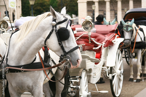 Wallpaper Mural The grey horse harnessed to the white pleasure cart turned its head to the right Torontodigital.ca