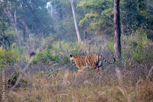 Tiger walking through the dense forest of India. Taken in the deep forests on a game drive safari in Bandhavgarh national park