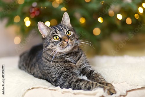Pretty tabby cat lies attentively on a cuddly soft fur and looking to the right. Cat with bokeh Christmas background