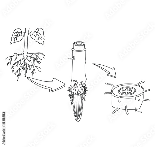 Science of hand drawn vector Root Anatomy Diagram outline .