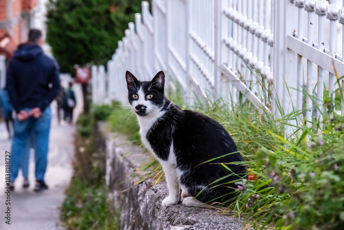 urban cat in Sarajevo, Bosnia, Europe