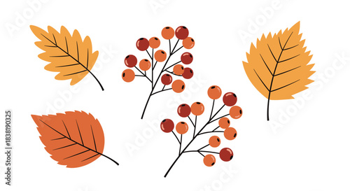 Illustrative collection of autumn leaves and berry branches in warm fall colors, including yellow, orange, and red, on a white background.