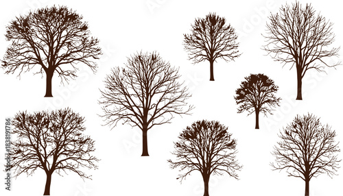 Collection of bare deciduous trees isolated on a white background for design