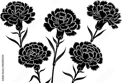 Elegant black and white floral illustration of five detailed carnation flower heads with stems