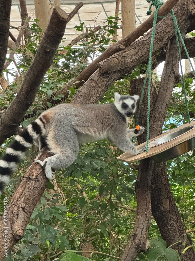 Obraz premium lemur on tree
