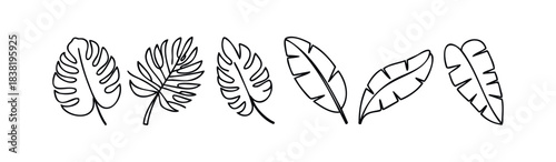 Six diverse tropical leaf silhouettes hand drawn with black outline against a white background great for summer decoration and botanical themes