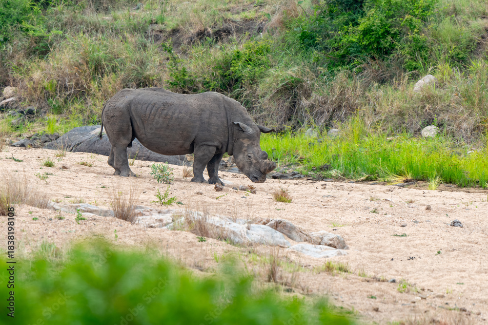 Fototapeta premium Rhinocéros blanc