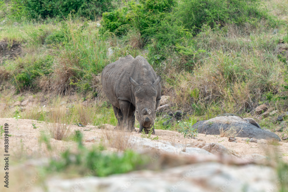 Fototapeta premium Rhinocéros blanc