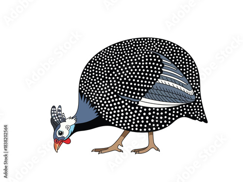 A detailed illustration of a guinea fowl with black and white spots, bending its head down to the ground.