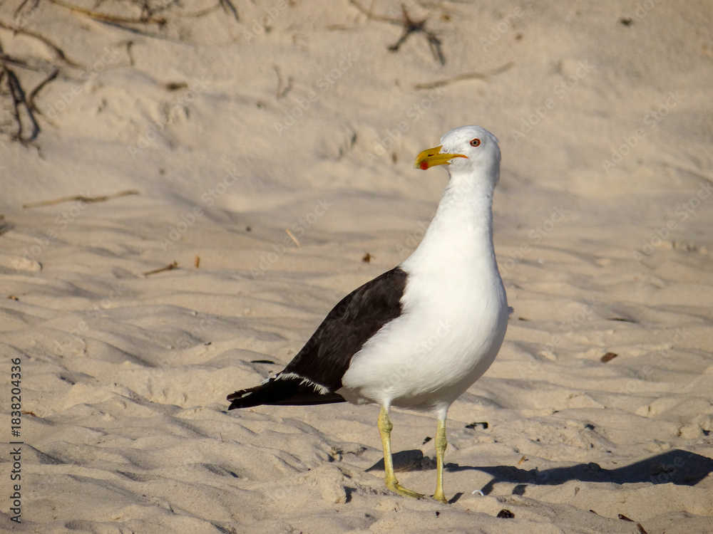 Obraz premium Seagull standing on sandy beach