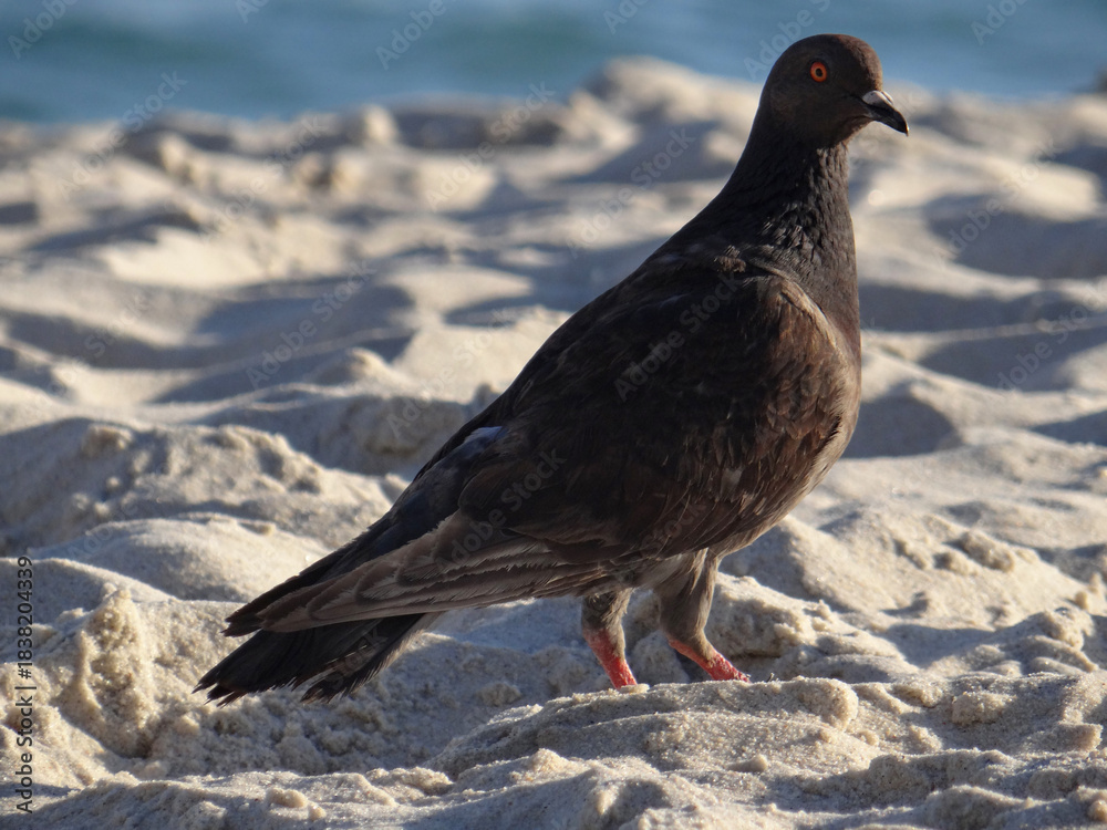 Fototapeta premium Pigeon standing on sandy beach